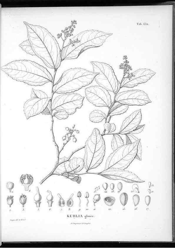 Reproducción/Reproduction 49556172508: Nova genera et species plantarum :. Antverpiae :Ex officina Christophori Plantini ...,1576.. 