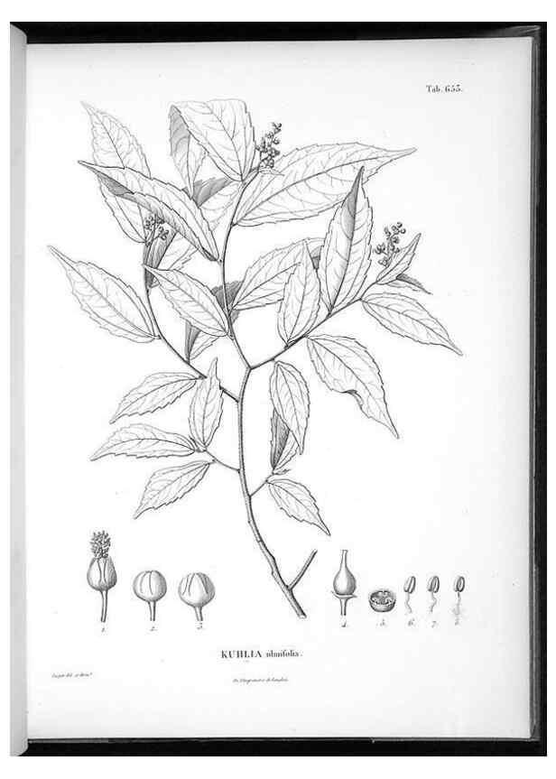 Reproducción/Reproduction 49556669761: Nova genera et species plantarum :. Antverpiae :Ex officina Christophori Plantini ...,1576.. 