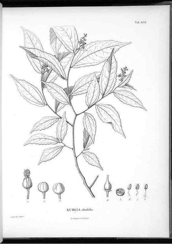 Reproducción/Reproduction 49556669761: Nova genera et species plantarum :. Antverpiae :Ex officina Christophori Plantini ...,1576.. 