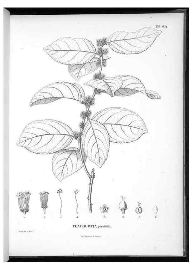 Reproducción/Reproduction 49556669961: Nova genera et species plantarum :. Antverpiae :Ex officina Christophori Plantini ...,1576.. 