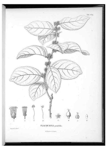 Reproducción/Reproduction 49556669961: Nova genera et species plantarum :. Antverpiae :Ex officina Christophori Plantini ...,1576.. 