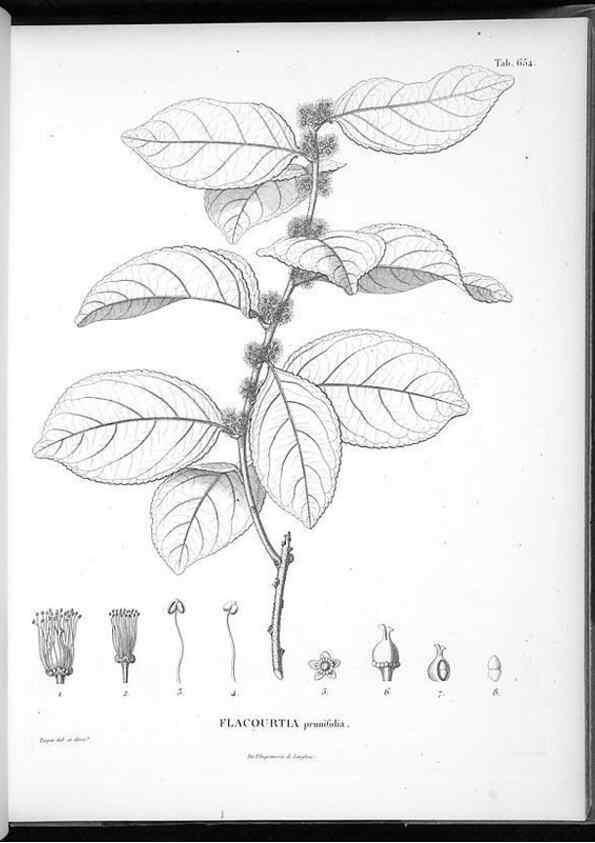 Reproducción/Reproduction 49556669961: Nova genera et species plantarum :. Antverpiae :Ex officina Christophori Plantini ...,1576.. 