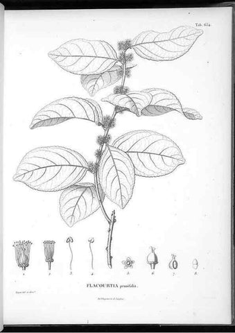 Reproducción/Reproduction 49556669961: Nova genera et species plantarum :. Antverpiae :Ex officina Christophori Plantini ...,1576.. 