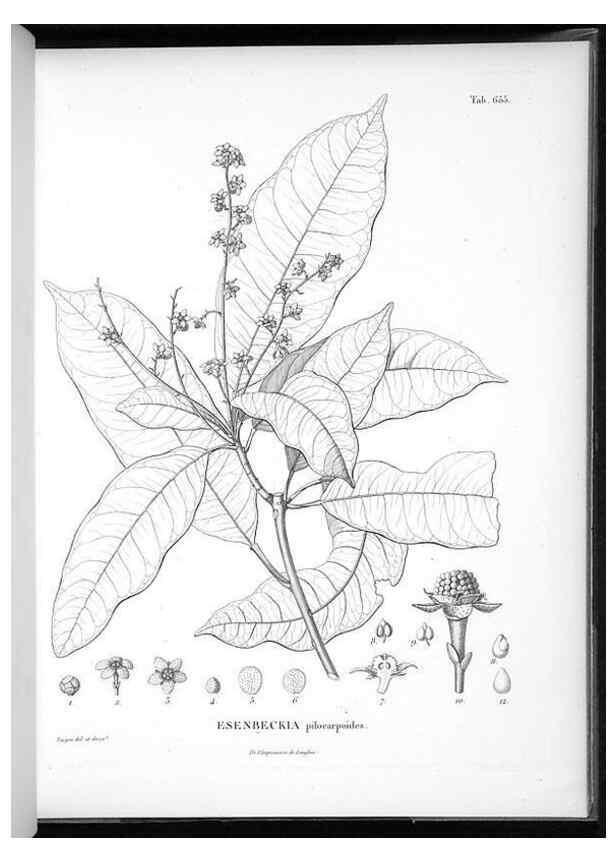 Reproducción/Reproduction 49556670191: Nova genera et species plantarum :. Antverpiae :Ex officina Christophori Plantini ...,1576.. 