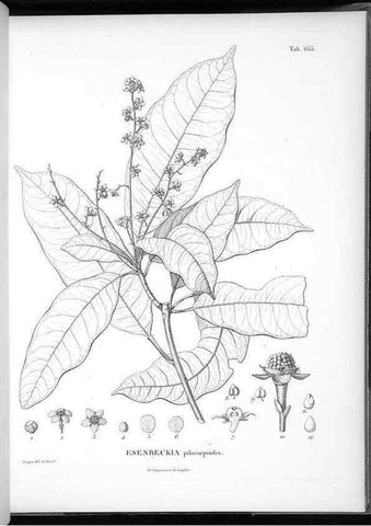 Reproducción/Reproduction 49556670191: Nova genera et species plantarum :. Antverpiae :Ex officina Christophori Plantini ...,1576.. 
