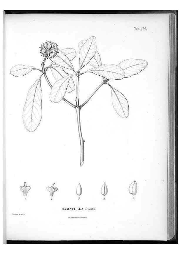 Reproducción/Reproduction 49556173203: Nova genera et species plantarum :. Antverpiae :Ex officina Christophori Plantini ...,1576.. 