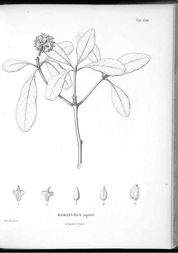 Reproducción/Reproduction 49556173203: Nova genera et species plantarum :. Antverpiae :Ex officina Christophori Plantini ...,1576.. 