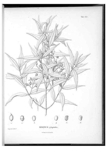 Reproducción/Reproduction 49556907532: Nova genera et species plantarum :. Antverpiae :Ex officina Christophori Plantini ...,1576.. 