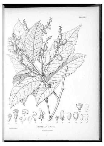 Reproducción/Reproduction 49556173553: Nova genera et species plantarum :. Antverpiae :Ex officina Christophori Plantini ...,1576.. 