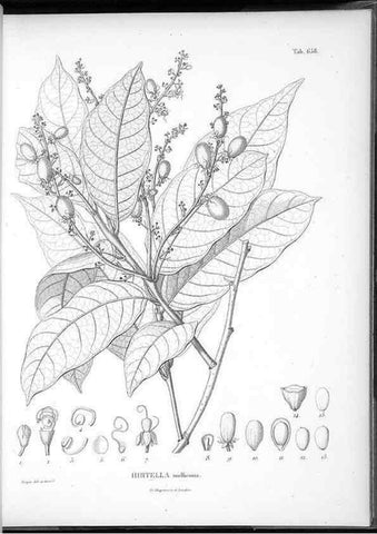 Reproducción/Reproduction 49556173553: Nova genera et species plantarum :. Antverpiae :Ex officina Christophori Plantini ...,1576.. 