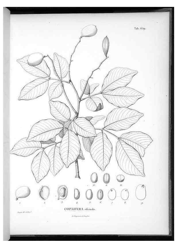 Reproducción/Reproduction 49556670821: Nova genera et species plantarum :. Antverpiae :Ex officina Christophori Plantini ...,1576.. 