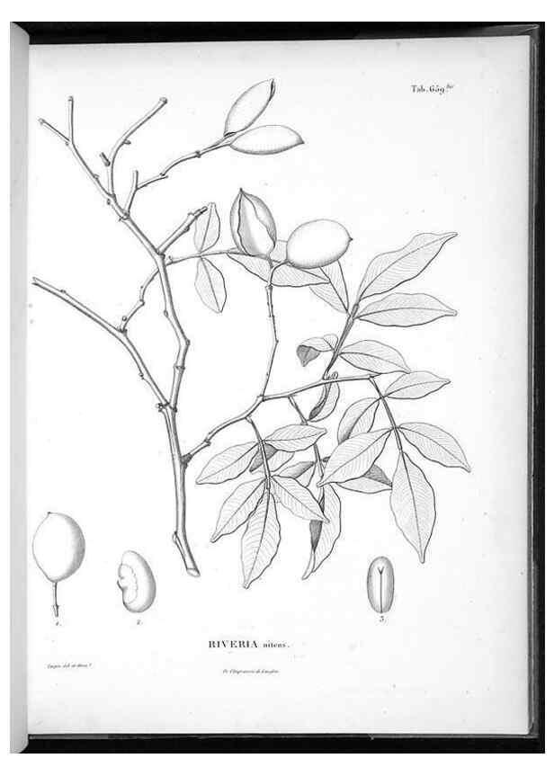 Reproducción/Reproduction 49556908217: Nova genera et species plantarum :. Antverpiae :Ex officina Christophori Plantini ...,1576.. 