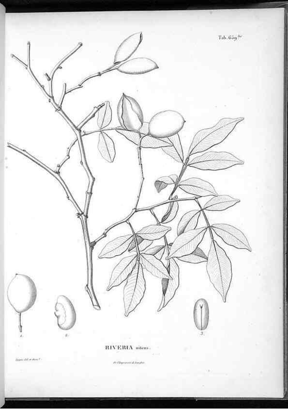 Reproducción/Reproduction 49556908217: Nova genera et species plantarum :. Antverpiae :Ex officina Christophori Plantini ...,1576.. 
