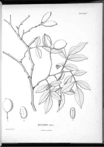 Reproducción/Reproduction 49556908217: Nova genera et species plantarum :. Antverpiae :Ex officina Christophori Plantini ...,1576.. 