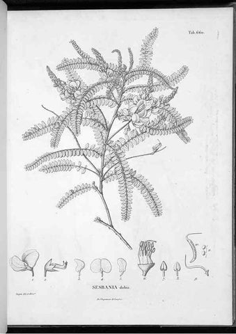 Reproducción/Reproduction 49556671271: Nova genera et species plantarum :. Antverpiae :Ex officina Christophori Plantini ...,1576.. 