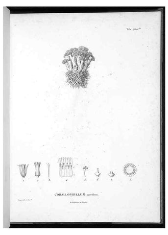 Reproducción/Reproduction 49556908662: Nova genera et species plantarum :. Antverpiae :Ex officina Christophori Plantini ...,1576.. 