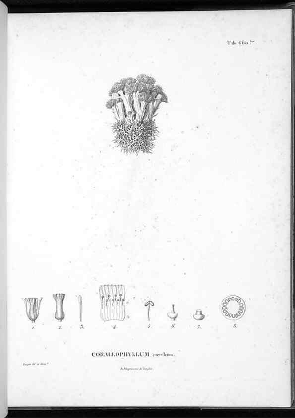 Reproducción/Reproduction 49556908662: Nova genera et species plantarum :. Antverpiae :Ex officina Christophori Plantini ...,1576.. 