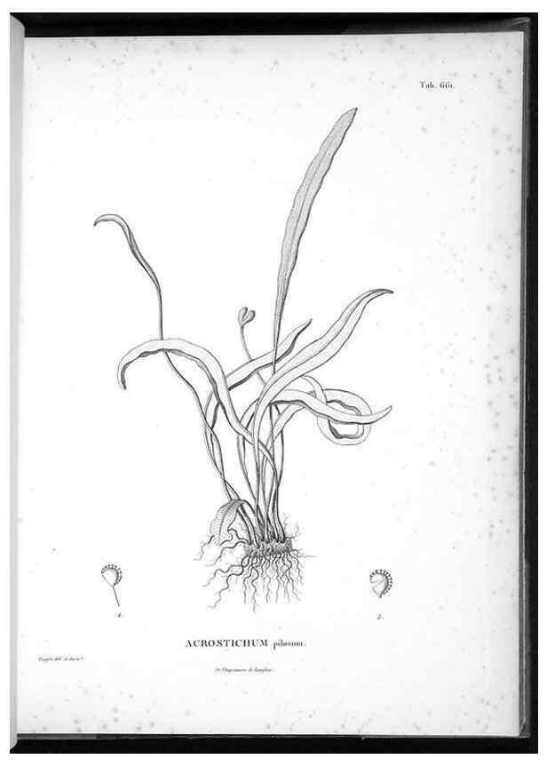 Reproducción/Reproduction 49556908812: Nova genera et species plantarum :. Antverpiae :Ex officina Christophori Plantini ...,1576.. 