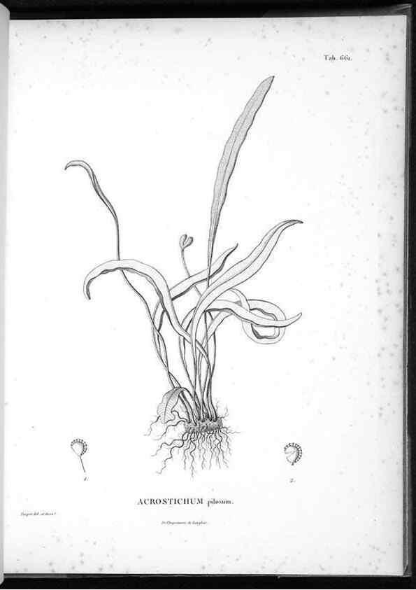 Reproducción/Reproduction 49556908812: Nova genera et species plantarum :. Antverpiae :Ex officina Christophori Plantini ...,1576.. 