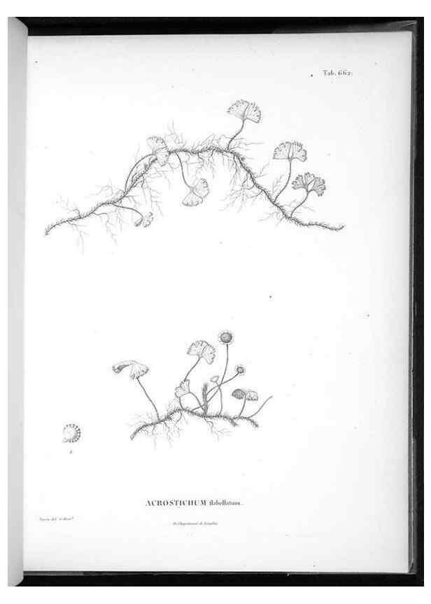 Reproducción/Reproduction 49556671856: Nova genera et species plantarum :. Antverpiae :Ex officina Christophori Plantini ...,1576.. 