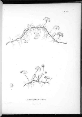 Reproducción/Reproduction 49556671856: Nova genera et species plantarum :. Antverpiae :Ex officina Christophori Plantini ...,1576.. 