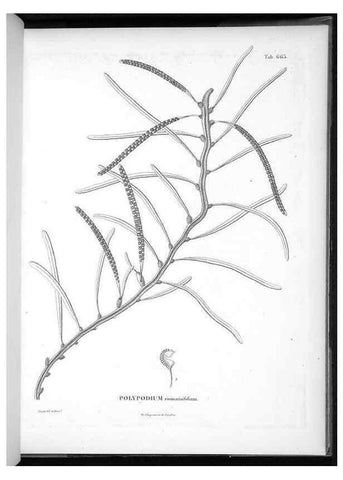 Reproducción/Reproduction 49556175063: Nova genera et species plantarum :. Antverpiae :Ex officina Christophori Plantini ...,1576.. 