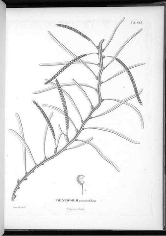 Reproducción/Reproduction 49556175063: Nova genera et species plantarum :. Antverpiae :Ex officina Christophori Plantini ...,1576.. 