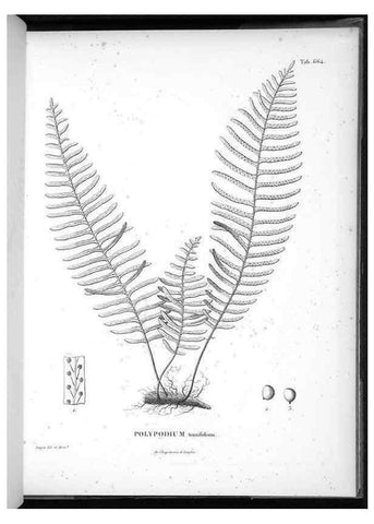Reproducción/Reproduction 49556909462: Nova genera et species plantarum :. Antverpiae :Ex officina Christophori Plantini ...,1576.. 