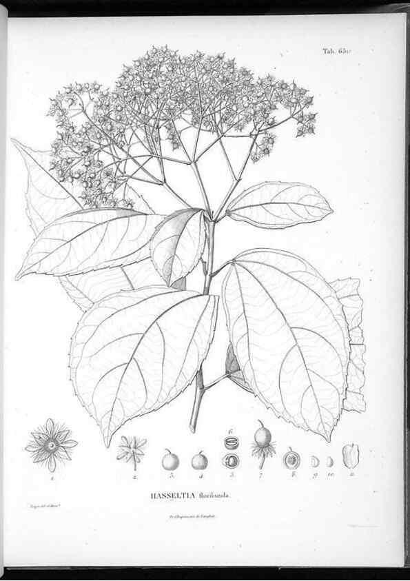 Reproducción/Reproduction 49556669426: Nova genera et species plantarum :. Antverpiae :Ex officina Christophori Plantini ...,1576.. 