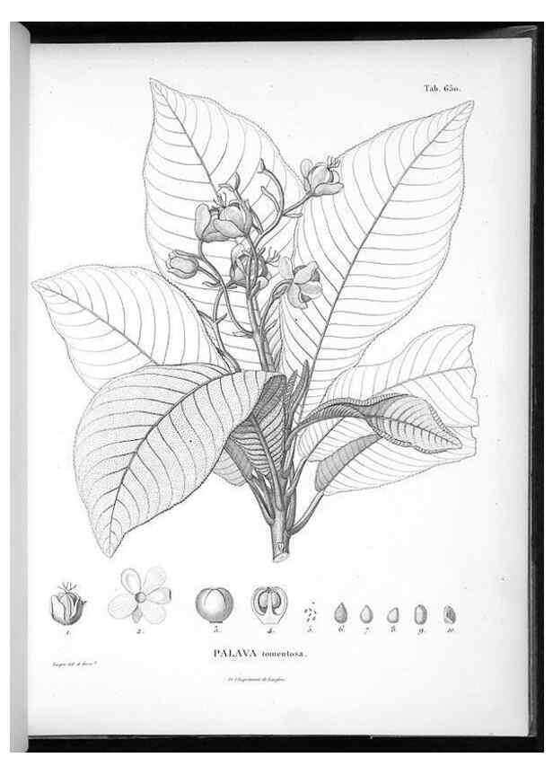 Reproducción/Reproduction 49556172193: Nova genera et species plantarum :. Antverpiae :Ex officina Christophori Plantini ...,1576.. 