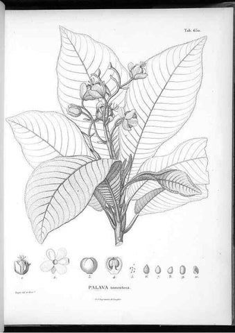 Reproducción/Reproduction 49556172193: Nova genera et species plantarum :. Antverpiae :Ex officina Christophori Plantini ...,1576.. 