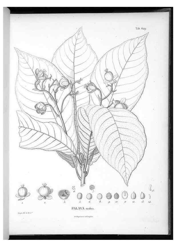 Reproducción/Reproduction 49556906177: Nova genera et species plantarum :. Antverpiae :Ex officina Christophori Plantini ...,1576.. 