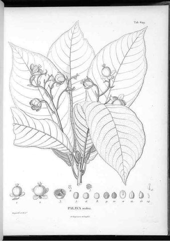 Reproducción/Reproduction 49556906177: Nova genera et species plantarum :. Antverpiae :Ex officina Christophori Plantini ...,1576.. 