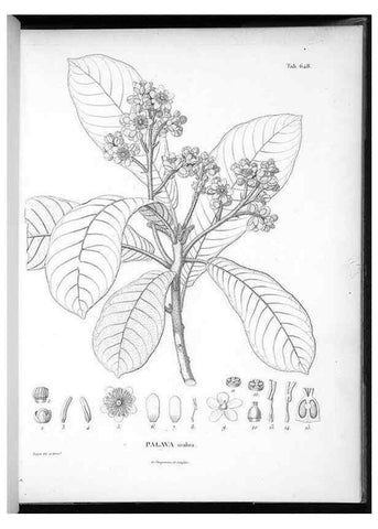 Reproducción/Reproduction 49556171843: Nova genera et species plantarum :. Antverpiae :Ex officina Christophori Plantini ...,1576.. 
