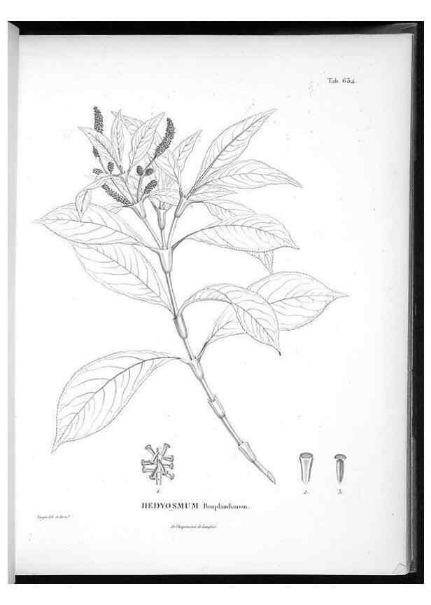 Reproducción/Reproduction 49556169038: Nova genera et species plantarum :. Antverpiae :Ex officina Christophori Plantini ...,1576.. 