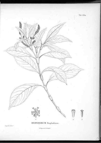 Reproducción/Reproduction 49556169038: Nova genera et species plantarum :. Antverpiae :Ex officina Christophori Plantini ...,1576.. 