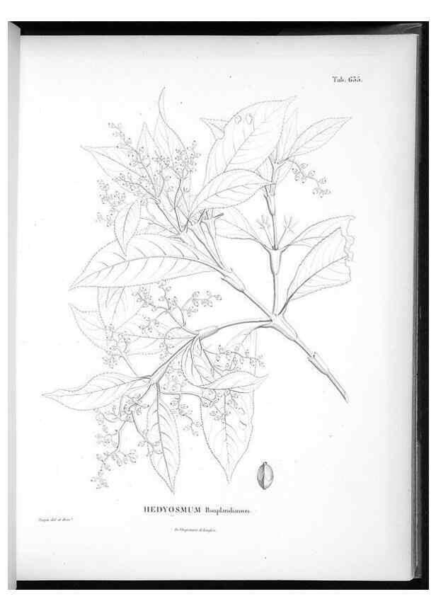 Reproducción/Reproduction 49556169213: Nova genera et species plantarum :. Antverpiae :Ex officina Christophori Plantini ...,1576.. 