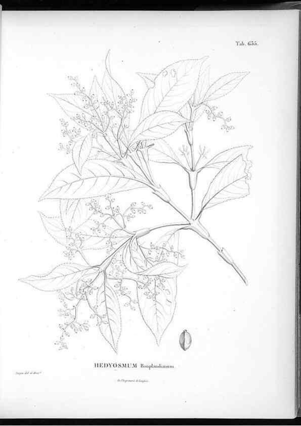 Reproducción/Reproduction 49556169213: Nova genera et species plantarum :. Antverpiae :Ex officina Christophori Plantini ...,1576.. 