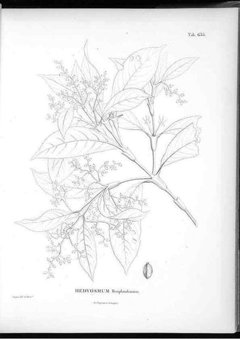 Reproducción/Reproduction 49556169213: Nova genera et species plantarum :. Antverpiae :Ex officina Christophori Plantini ...,1576.. 