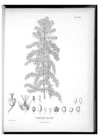 Reproducción/Reproduction 49556666421: Nova genera et species plantarum :. Antverpiae :Ex officina Christophori Plantini ...,1576.. 