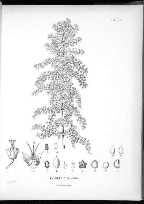 Reproducción/Reproduction 49556666421: Nova genera et species plantarum :. Antverpiae :Ex officina Christophori Plantini ...,1576.. 