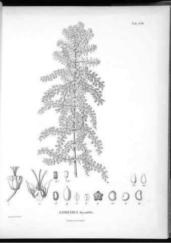 Reproducción/Reproduction 49556666421: Nova genera et species plantarum :. Antverpiae :Ex officina Christophori Plantini ...,1576.. 