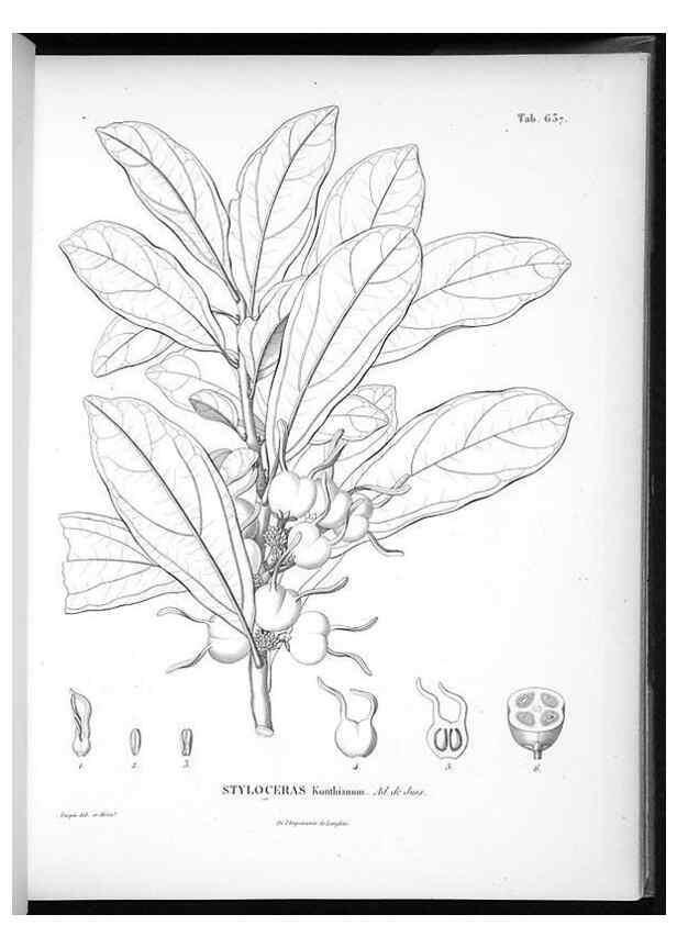 Reproducción/Reproduction 49556666566: Nova genera et species plantarum :. Antverpiae :Ex officina Christophori Plantini ...,1576.. 