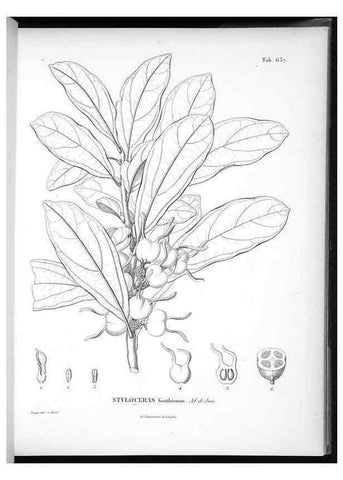 Reproducción/Reproduction 49556666566: Nova genera et species plantarum :. Antverpiae :Ex officina Christophori Plantini ...,1576.. 