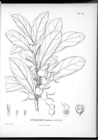 Reproducción/Reproduction 49556666566: Nova genera et species plantarum :. Antverpiae :Ex officina Christophori Plantini ...,1576.. 