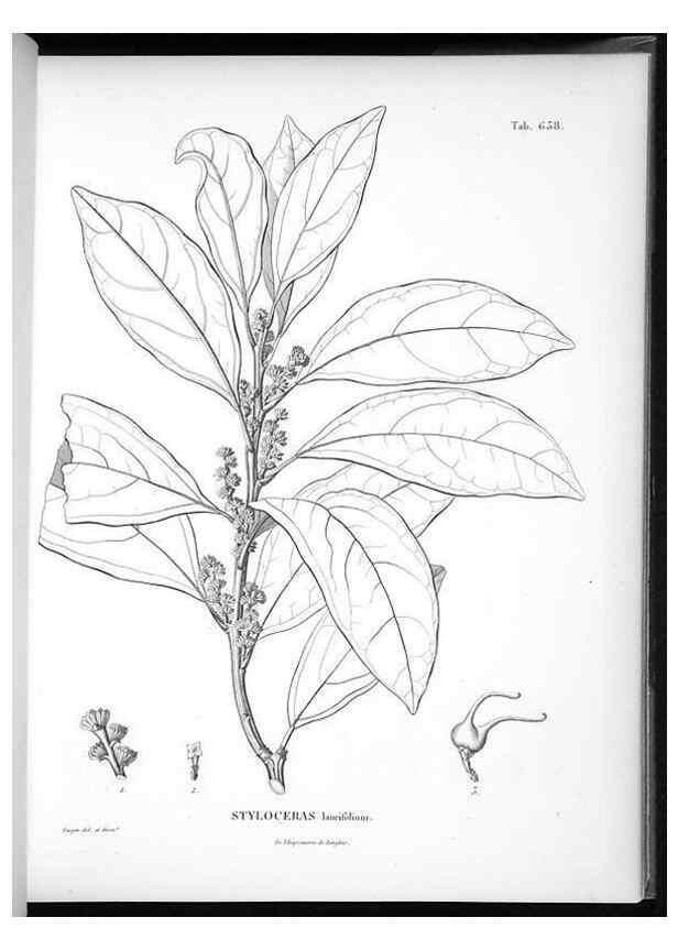 Reproducción/Reproduction 49556169748: Nova genera et species plantarum :. Antverpiae :Ex officina Christophori Plantini ...,1576.. 