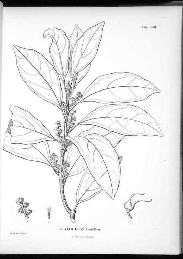 Reproducción/Reproduction 49556169748: Nova genera et species plantarum :. Antverpiae :Ex officina Christophori Plantini ...,1576.. 