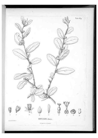 Reproducción/Reproduction 49556169888: Nova genera et species plantarum :. Antverpiae :Ex officina Christophori Plantini ...,1576.. 