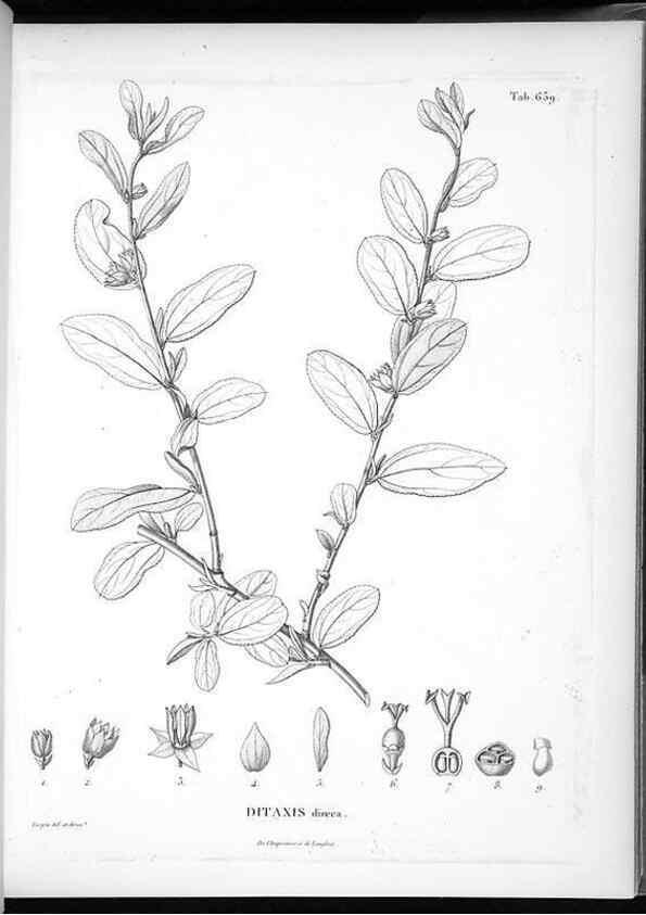 Reproducción/Reproduction 49556169888: Nova genera et species plantarum :. Antverpiae :Ex officina Christophori Plantini ...,1576.. 