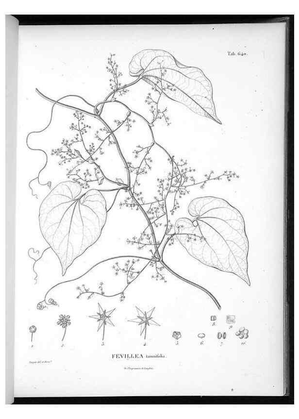 Reproducción/Reproduction 49556667141: Nova genera et species plantarum :. Antverpiae :Ex officina Christophori Plantini ...,1576.. 